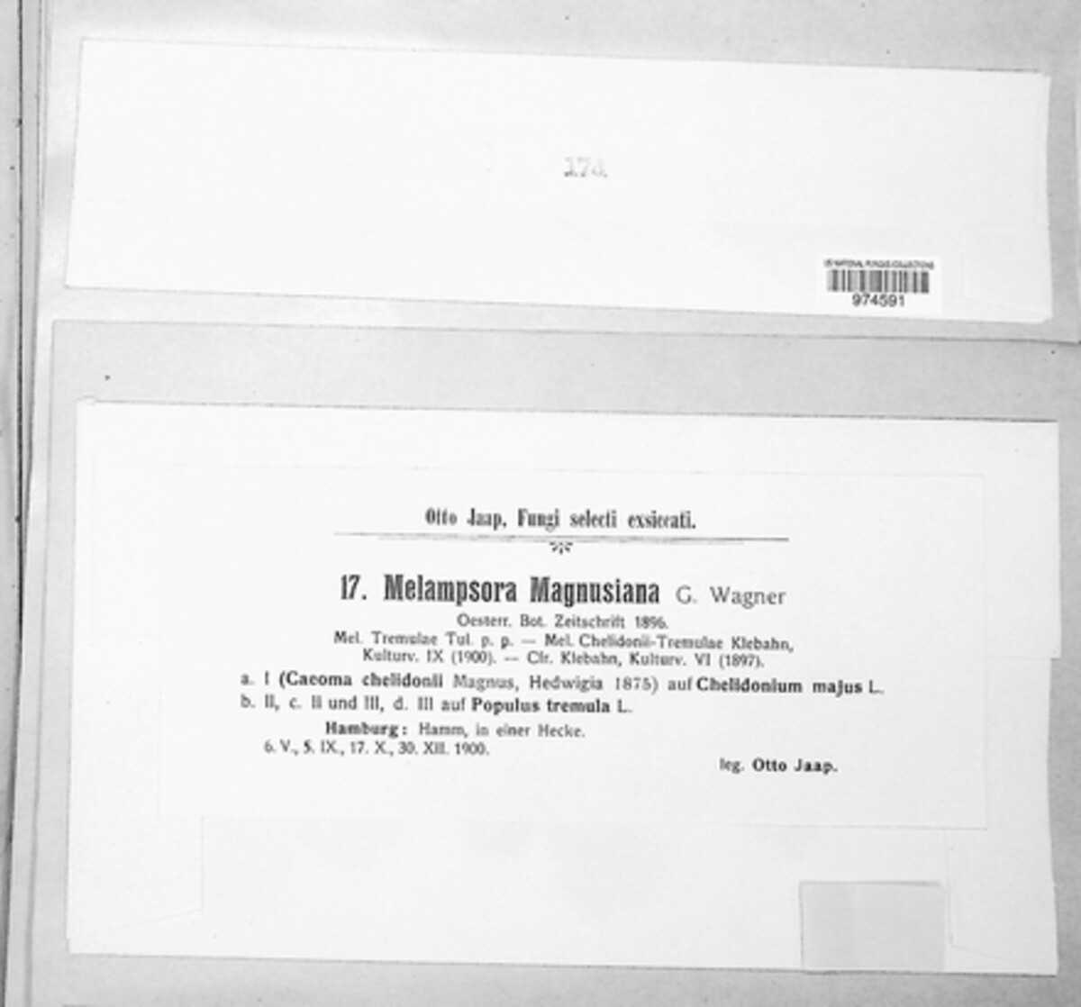 Melampsora magnusiana image